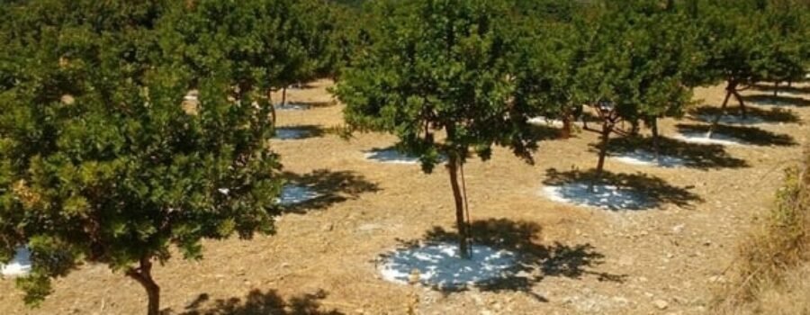 ΠΡΟΣΚΗΝΙΟ
